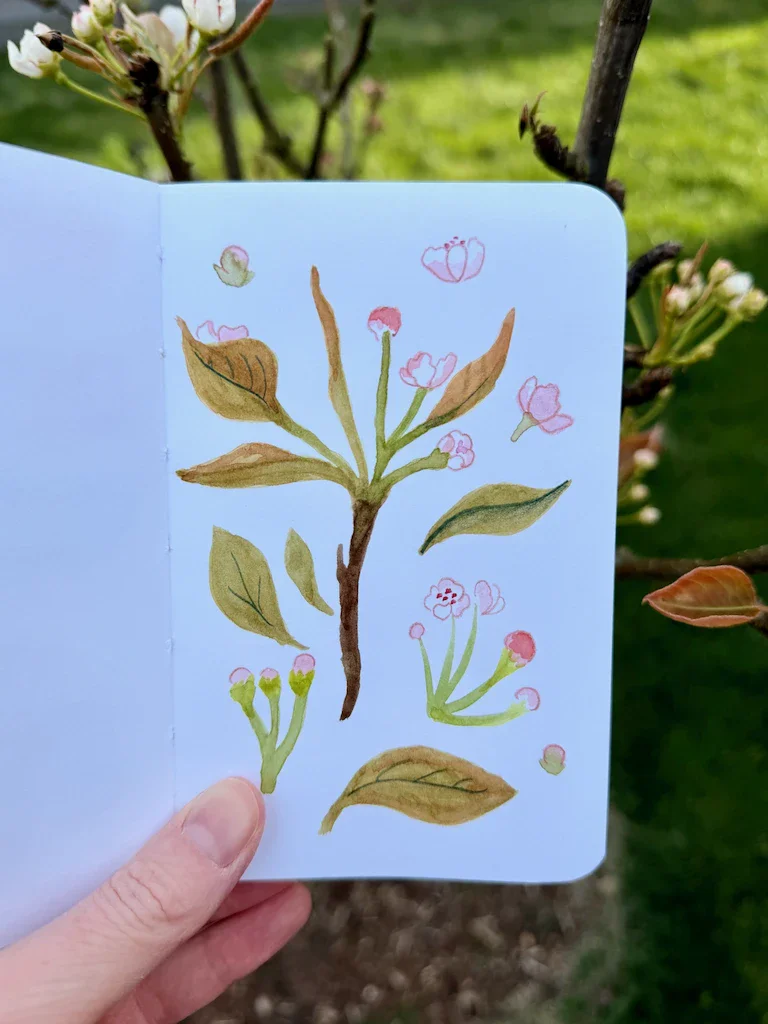 A small watercolor painting of young leaves, flower buds, and partially open blossoms floating around each other. The blossoms have touches of pink and the leaves are green with a red-brown tinge.
